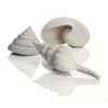 BiOrb White Sea Shells Set -Greentide Garden Store 1010102