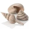BiOrb Natural Sea Shells Set -Greentide Garden Store 1010103