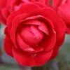 Precious Ruby Floribunda Rose 3L -Greentide Garden Store 1046871