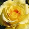 Sommergold Climbing Rose 4L Pot 2 Sommergold Climbing Rose 4L Pot -Greentide Garden Store 1046877