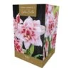 Amaryllis Elvas Indoor Growing Kit -Greentide Garden Store 1053337