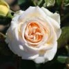 Timeless Cream Hybrid Tea Rose 3L 1 Timeless Cream Hybrid Tea Rose 3L -Greentide Garden Store 1083834