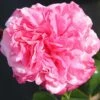 Timeless Pink Hybrid Tea Rose 3L -Greentide Garden Store 1083835
