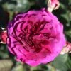 Timeless Purple Hybrid Tea Rose 3L -Greentide Garden Store 1083836