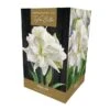 Amaryllis Marilyn -Greentide Garden Store 1094564