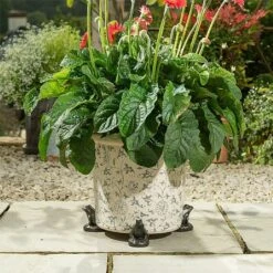 Jardinopia Plant Pot Feet Bronze Frog - Set Of 3 -Greentide Garden Store 1177294 4