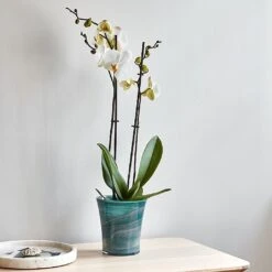 Ivyline Flared Orchid Pot Cover Teal 14cm 5 Ivyline Flared Orchid Pot Cover Teal 14cm -Greentide Garden Store 1184065 3