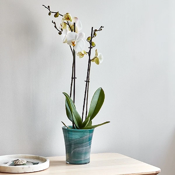 Ivyline Flared Orchid Pot Cover Teal 14cm 4 Ivyline Flared Orchid Pot Cover Teal 14cm - Image 2