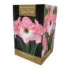 Amaryllis Cherry Blossom -Greentide Garden Store 1212071