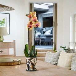 Kew Botanical Retreat Planter With Saucer 16cm 10 Kew Botanical Retreat Planter With Saucer 16cm -Greentide Garden Store 1227745 4