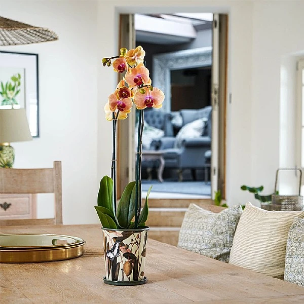 Kew Botanical Retreat Planter With Saucer 16cm 6 Kew Botanical Retreat Planter With Saucer 16cm - Image 4