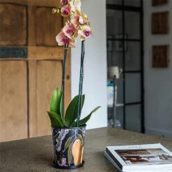 Kew Eclectic Orangery Planter With Saucer 16cm -Greentide Garden Store 1227767 4