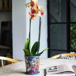 Kew Temperate House Planter With Saucer 14cm 11 Kew Temperate House Planter With Saucer 14cm -Greentide Garden Store 1227771 5