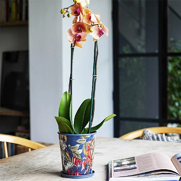 Kew Temperate House Planter With Saucer 14cm 7 Kew Temperate House Planter With Saucer 14cm - Image 5