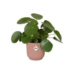 Elho Vibes Fold Round Planter 22cm Delicate Pink 11 Elho Vibes Fold Round Planter 22cm Delicate Pink -Greentide Garden Store 1230824 4