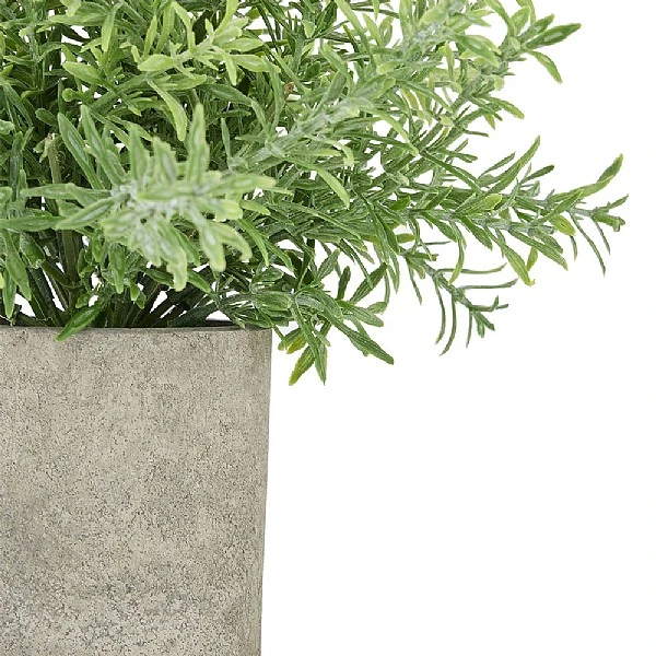 Rosemary Plant Stone Pot 4 Rosemary Plant Stone Pot - Image 2