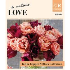 Bouquet Copper & Black Tulipa (30 Bulbs) -Greentide Garden Store 1248850 1