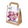 Bouquet Purple & Pink Tulipa (30 Bulbs) 2 Bouquet Purple & Pink Tulipa (30 Bulbs) -Greentide Garden Store 1248853