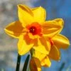 Narcissus 'Fortune' Value Net -Greentide Garden Store 1248888