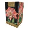 Amaryllis 'Blossom Peacock' (1 Bulb) -Greentide Garden Store 1248928