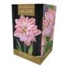 Amaryllis 'Dancing Queen' (1 Bulb) -Greentide Garden Store 1248929
