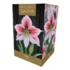 Amaryllis 'Glee' (1 Bulb) -Greentide Garden Store 1248930