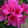 Azalea Corany - 3 Ltr Pot -Greentide Garden Store 129016