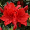 Azalea Santa Maria - 3 Ltr Pot -Greentide Garden Store 129026