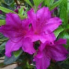 Azalea Blue Danube - 3 Ltr Pot -Greentide Garden Store 16734