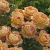 Lady Of Shalott Shrub Rose 6L -Greentide Garden Store 518042