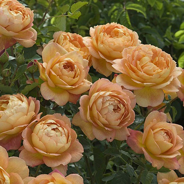 Lady Of Shalott Shrub Rose 6L 3 Lady Of Shalott Shrub Rose 6L
