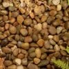 Kelkay Caledonian Pebbles Bulk Bag 1 Kelkay Caledonian Pebbles Bulk Bag -Greentide Garden Store 574744