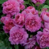 Princess Anne Shrub Rose 6L -Greentide Garden Store 621287