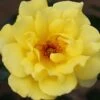 Golden Showers Climbing Rose 4L -Greentide Garden Store 660678