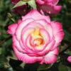 Handel Climbing Rose - 4 Ltr Pot -Greentide Garden Store 660679