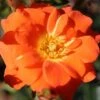 'Sunseeker' Patio Rose 3L -Greentide Garden Store 662636