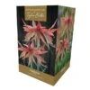 Amaryllis Sumatra Gift Pack 1 Amaryllis Sumatra Gift Pack -Greentide Garden Store 666426