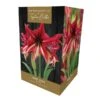 Amaryllis Ruby Star Indoor Growing Kit -Greentide Garden Store 666427