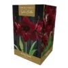 Amaryllis Black Pearl Gift Pack 2 Amaryllis Black Pearl Gift Pack -Greentide Garden Store 666429