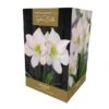 Amaryllis Picotee -Greentide Garden Store 666430