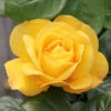 Arthur Bell Floribunda Rose -Greentide Garden Store 677655