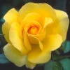 My Lovely Mum Floribunda Rose - 3 Ltr Pot 2 My Lovely Mum Floribunda Rose - 3 Ltr Pot -Greentide Garden Store 677703