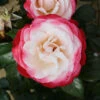 Nostalgia Floribunda Rose - 3 Ltr Pot -Greentide Garden Store 677714