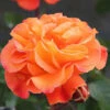Precious Amber Floribunda Rose - 3 Ltr Pot -Greentide Garden Store 677719
