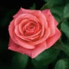 Showtime Floribunda Rose - 3 Ltr Pot 2 Showtime Floribunda Rose - 3 Ltr Pot -Greentide Garden Store 677730