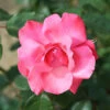 Galway Bay Climbing Rose - 4 Ltr Pot -Greentide Garden Store 677767