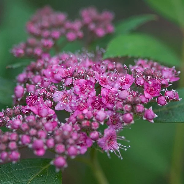 Spiraea 'Double Play Artist' 3 Spiraea 'Double Play Artist'