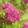 Spiraea 'Double Play Gold' -Greentide Garden Store 702469