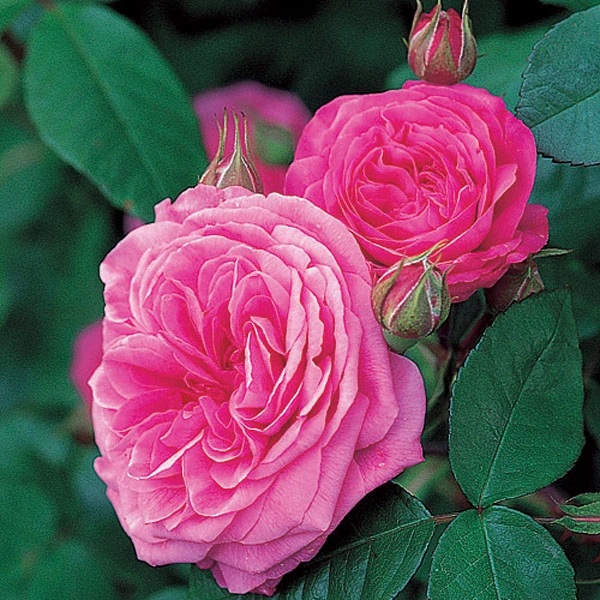 Gertrude Jekyll Shrub Rose 6L 3 Gertrude Jekyll Shrub Rose 6L