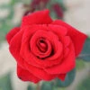 Happy Ruby Wedding Hybrid Tea Rose - 3 Ltr Pot -Greentide Garden Store 761042
